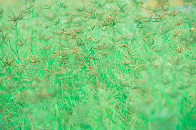 Full frame shot of grass on land