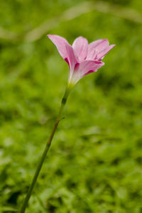 Close-up of pink flowering plant