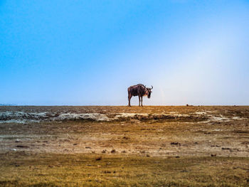 View of a horse on field