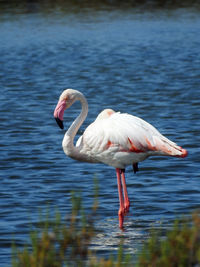 View of bird in lake