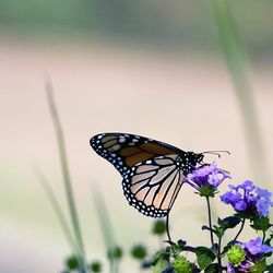 Butterfly perching on flower