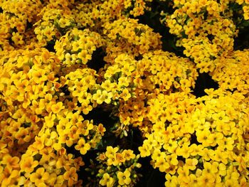 Close-up of yellow flowering plants