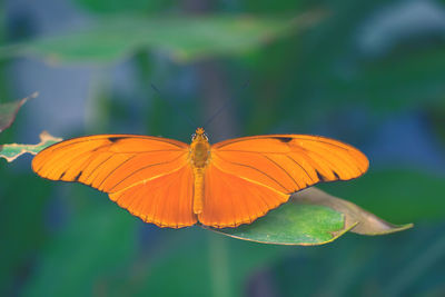 Close-up of butterfly on leaf