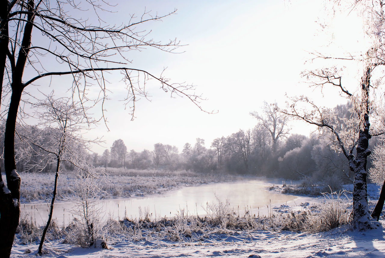 BARE TREES ON FROZEN LAKE AGAINST SKY