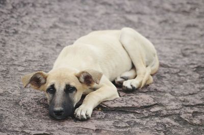 Close-up of dog lying on ground