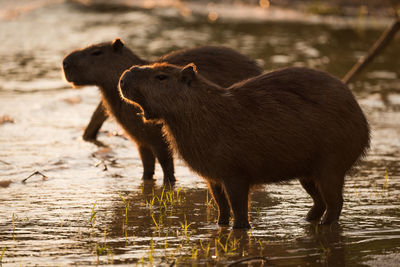 Capybaras at lakeshore during sunset