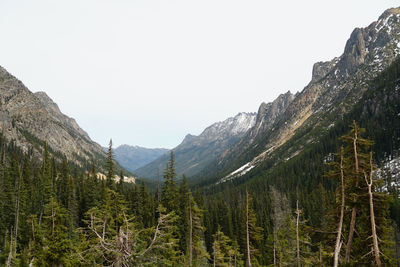 Scenic view of pine trees against clear sky