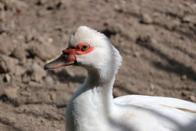 Close-up of bird