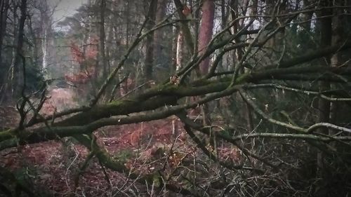 Trees in forest