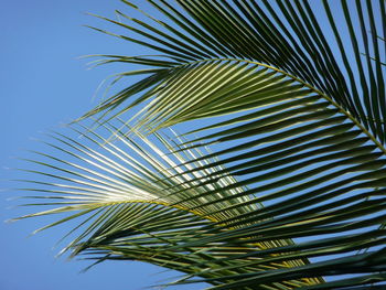 Low angle view of palm tree against sky