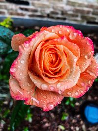 Close-up of wet pink rose