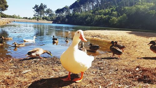 View of birds at lakeshore