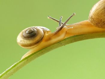 Close-up of snail