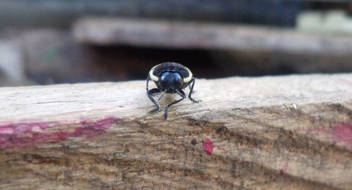 Close-up of insect perching outdoors