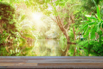 View of trees by lake in forest