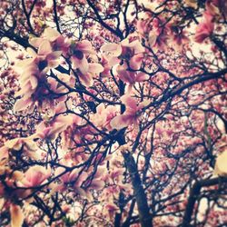 Low angle view of cherry blossom tree