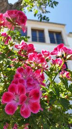 Close-up of pink flowers