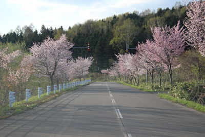 Empty road amidst flowering trees against sky