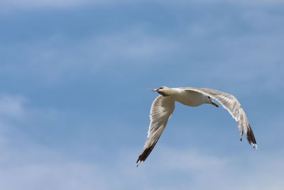 Low angle view of seagull flying against sky