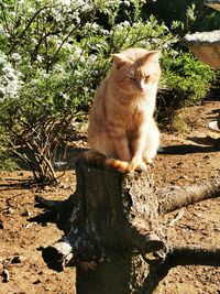 Cat sitting on a tree