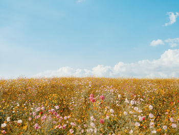 Scenic view of oilseed rape field against sky