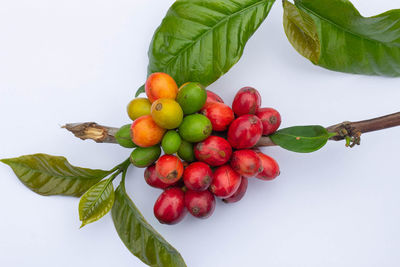 Directly above shot of cherries against white background