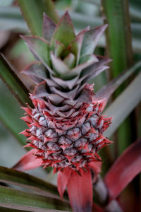 Close-up of pineapple