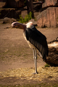 Close-up of bird