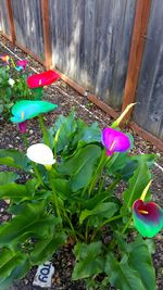 Purple flowers in garden