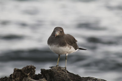 Close-up of seagull perching on rock against sea