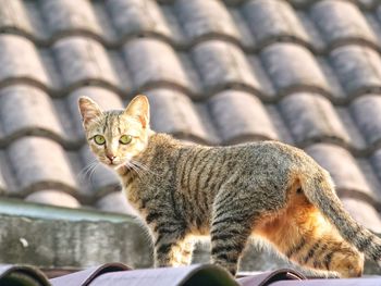 Close-up of tabby cat looking away