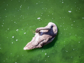Close-up of gray swan swimming in lake