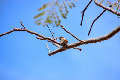 Low angle view of a tree