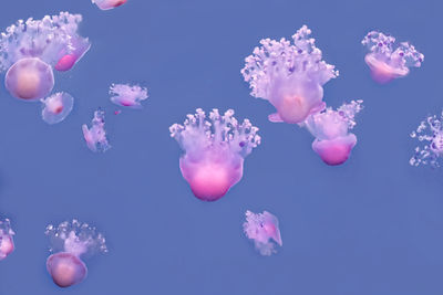 Close-up of jellyfish underwater