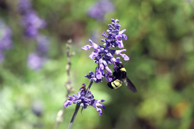 Close-up of bee on purple flower