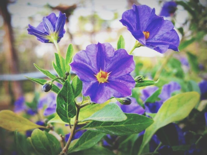 CLOSE-UP OF PURPLE FLOWERS BLOOMING