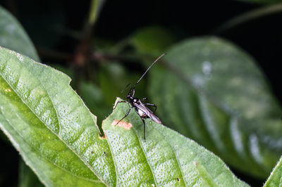 Close-up of insect on plant