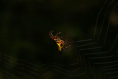 Yellow with balck dot , spiny backed orb weaver gasteracantha cancriformis on blurred background