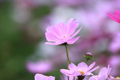 Close-up of pink cosmos flower