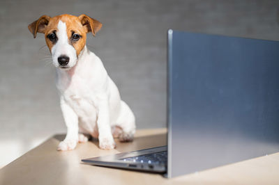 Close-up of dog sitting on table