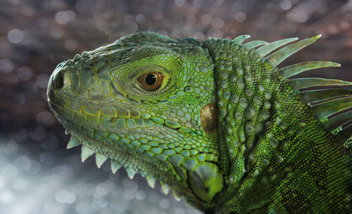 Close-up of iguana