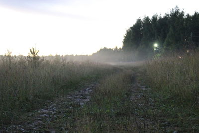 Trees on grassy field in foggy weather