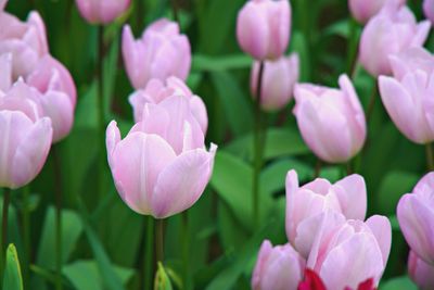 Close-up of pink tulips on field