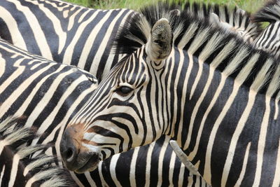 Zebras during sunny day