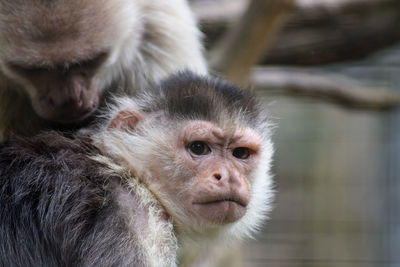 Close-up of a monkey