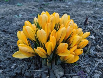 Close-up of yellow crocus flowers on land