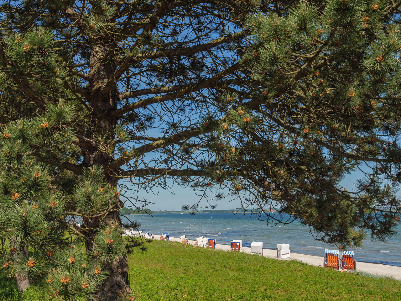 TREES ON BEACH AGAINST SKY