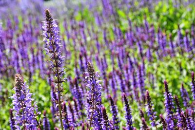 Close-up of lavender blooming on field