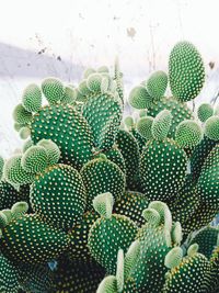 Close-up of prickly pear cactus