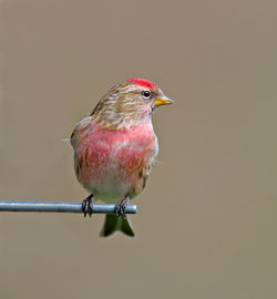 Close-up of bird perching on railing